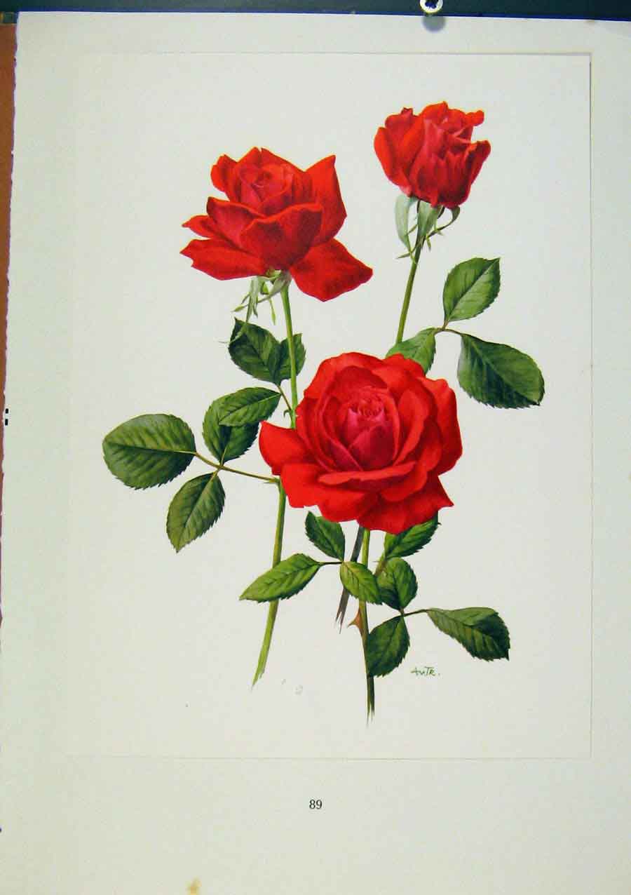 Original Old Vintage Print Plate 41 Baccarat Bois & Trechslin Roses 1962