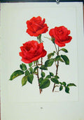 Original Old Antique Print Plate 43 Miss France Bois & Trechslin Roses