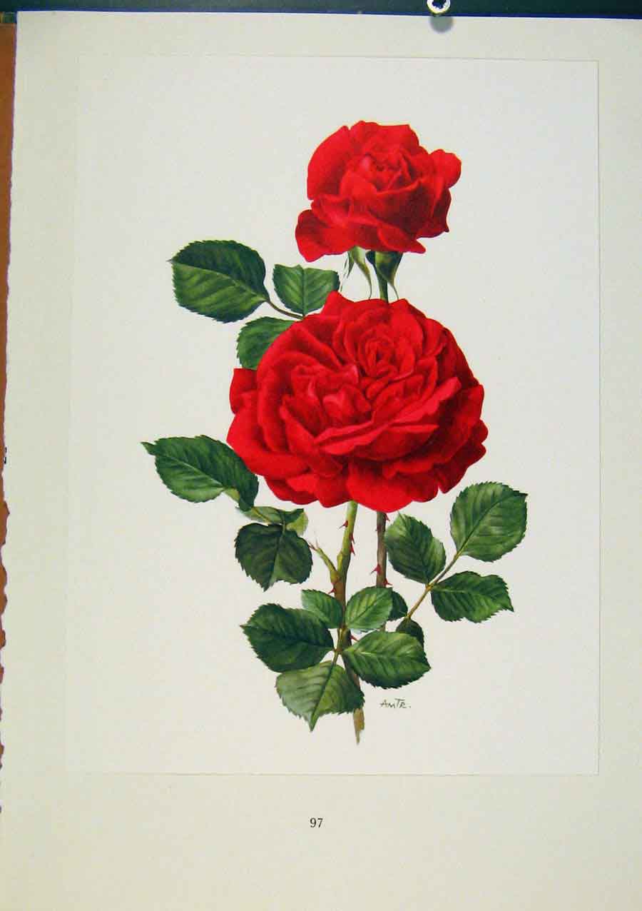 Original Old Antique Print Plate 45 Champs Elysees Roses Bois & Trechslin