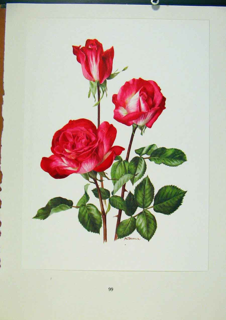 Original Old Antique Print Plate 46 Rose Gaujard Bois & Trechslin Roses