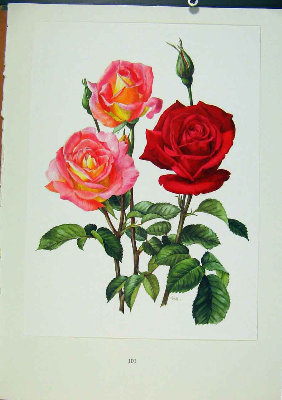 Original Old Antique Print Plate 47 Love Song Chrysler Imperial Roses