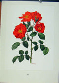 Original Old Antique Print Plate 48 Sarabande Bois & Trechslin Roses