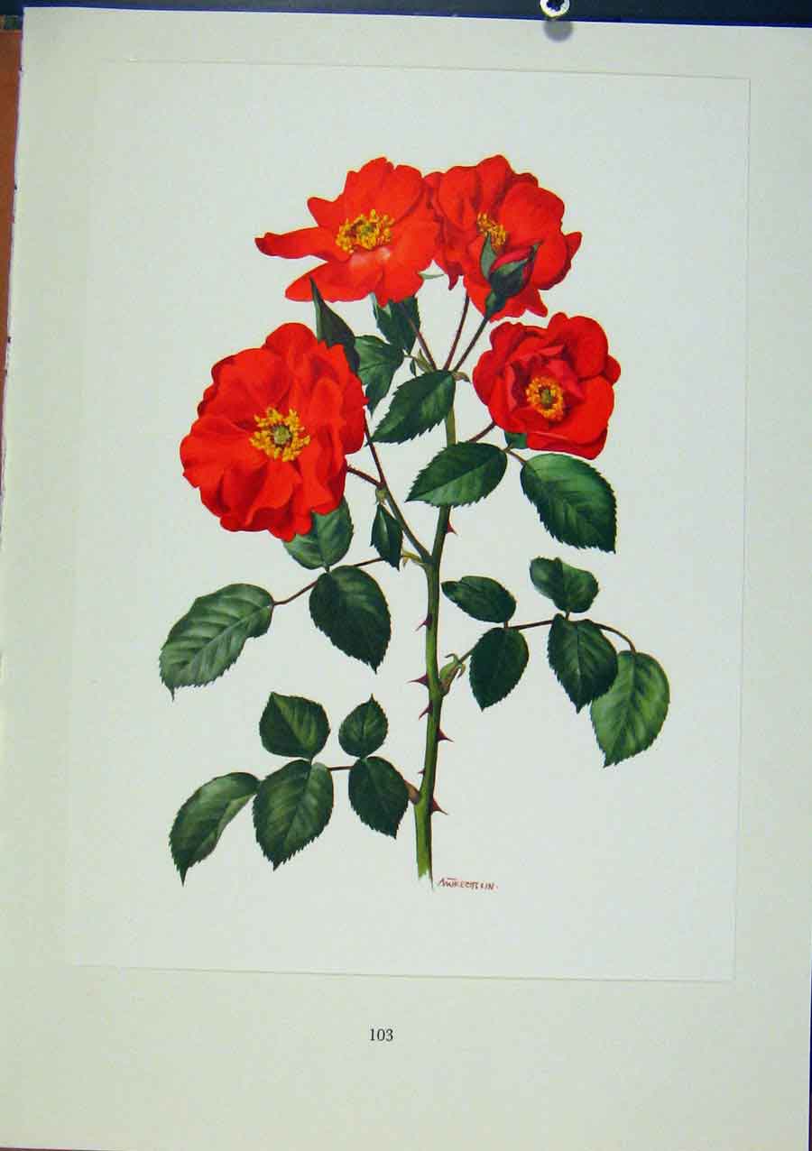 Original Old Antique Print Plate 48 Sarabande Bois & Trechslin Roses