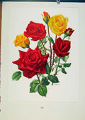 Original Old Antique Print Plate 49 Grisbi Happiness Roses Bois & Trechslin