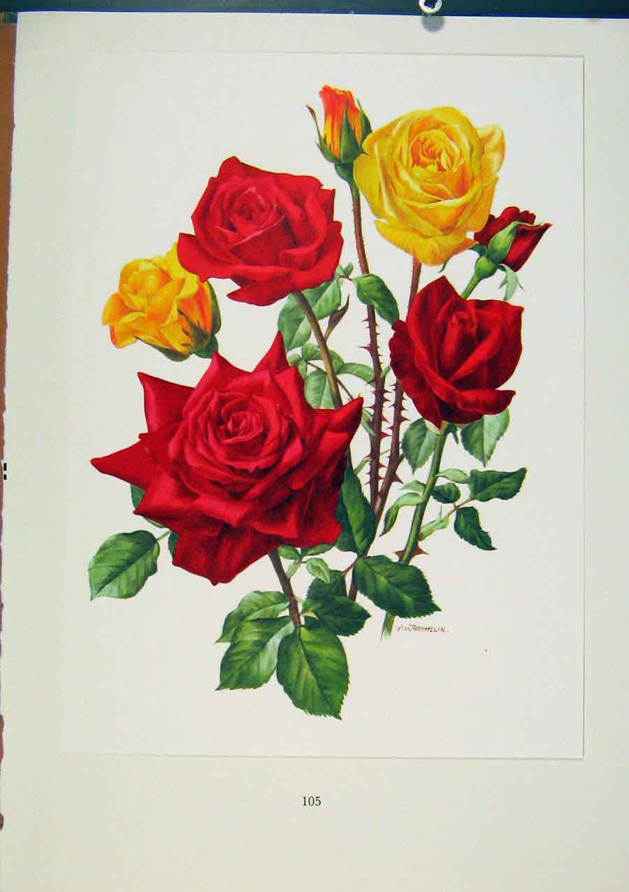 Original Old Antique Print Plate 49 Grisbi Happiness Roses Bois & Trechslin