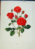 Original Old Antique Print Plate 50 Fire King Bois & Trechslin Roses
