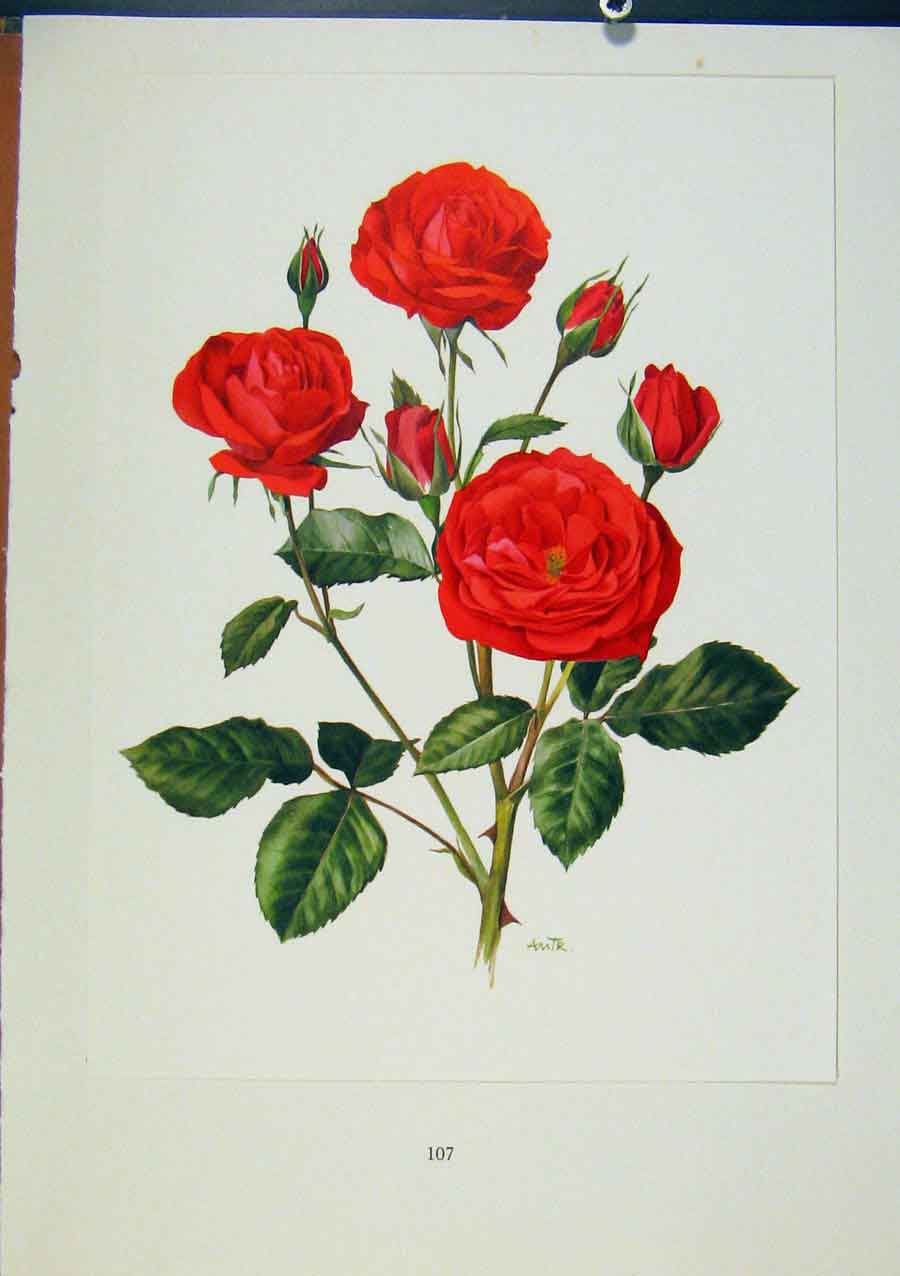Original Old Antique Print Plate 50 Fire King Bois & Trechslin Roses