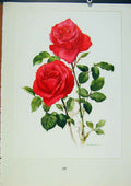 Original Old Antique Print Plate 51 Jolie Madame Bois & Trechslin Roses