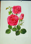 Original Old Antique Print Plate 53 Pink Peace Roses Bois & Trechslin