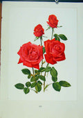 Original Old Antique Print Plate 54 Super Star Roses Bois & Trechslin