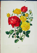 Original Old Antique Print Plate 55 AllgSuspense Roses Bois & Trechslin