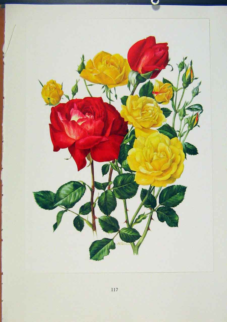 Original Old Antique Print Plate 55 AllgSuspense Roses Bois & Trechslin