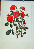 Original Old Antique Print Plate 56 Frandole Bois & Trechslin Roses