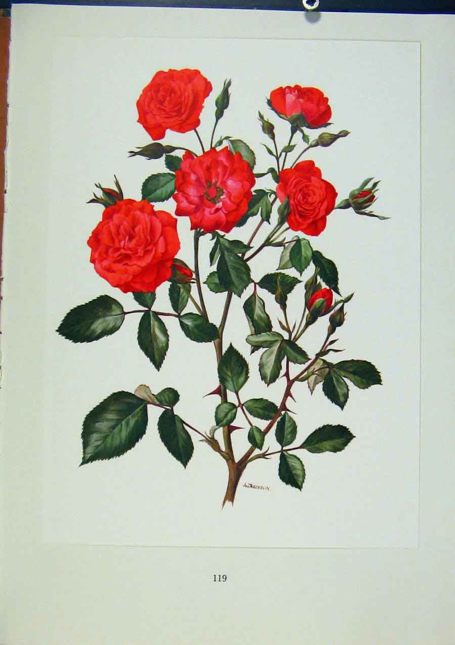 Original Old Antique Print Plate 56 Frandole Bois & Trechslin Roses