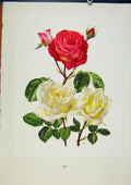 Original Old Antique Print Plate 57 Sabrina Alaska Roses Bois & Trechslin