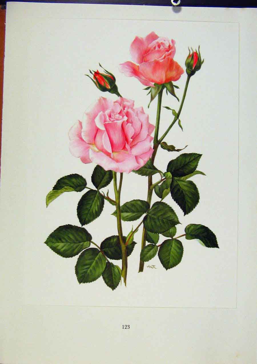 Original Old Antique Print Plate 58 Pink Sensation Bois & Trechslin Roses