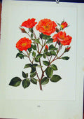 Original Old Vintage Print Plate 599 Zambra Roses Bois & Trechslin C1962