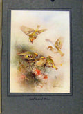 Original Old Vintage Print Birds In Flight C1922 GCrested Wrens Color 20th