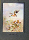Original Old Vintage Print Birds In Flight C1922 Chaffinch And Young 20th