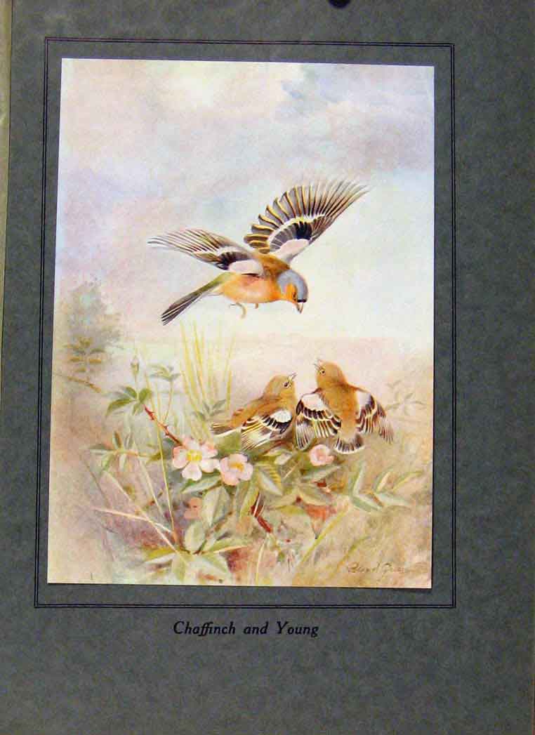 Original Old Vintage Print Birds In Flight C1922 Chaffinch And Young 20th