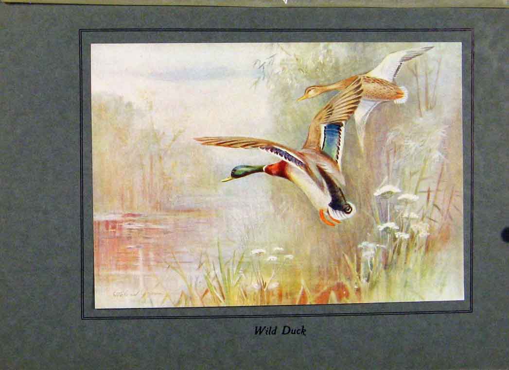 Original Old Vintage Print Birds In Flight C1922 Color Wild Duck Fine Art P 20th