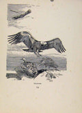 Original Old Vintage Print Birds In Flight C1922 Vultures By Green 20th Century
