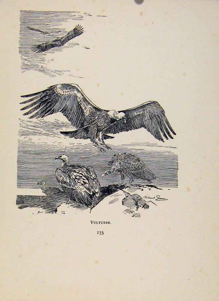 Original Old Vintage Print Birds In Flight C1922 Vultures By Green 20th Century