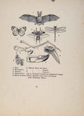 Original Old Vintage Print Birds In Flight C1922 Swan Breast Bone Bat Beetle Fly