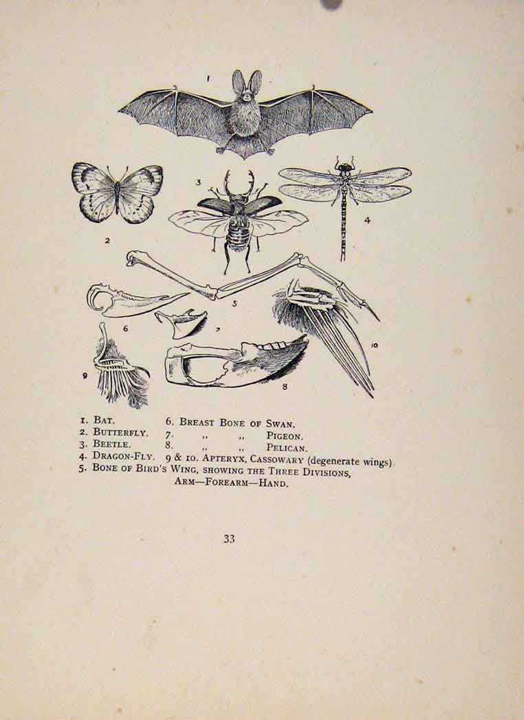 Original Old Vintage Print Birds In Flight C1922 Swan Breast Bone Bat Beetle Fly