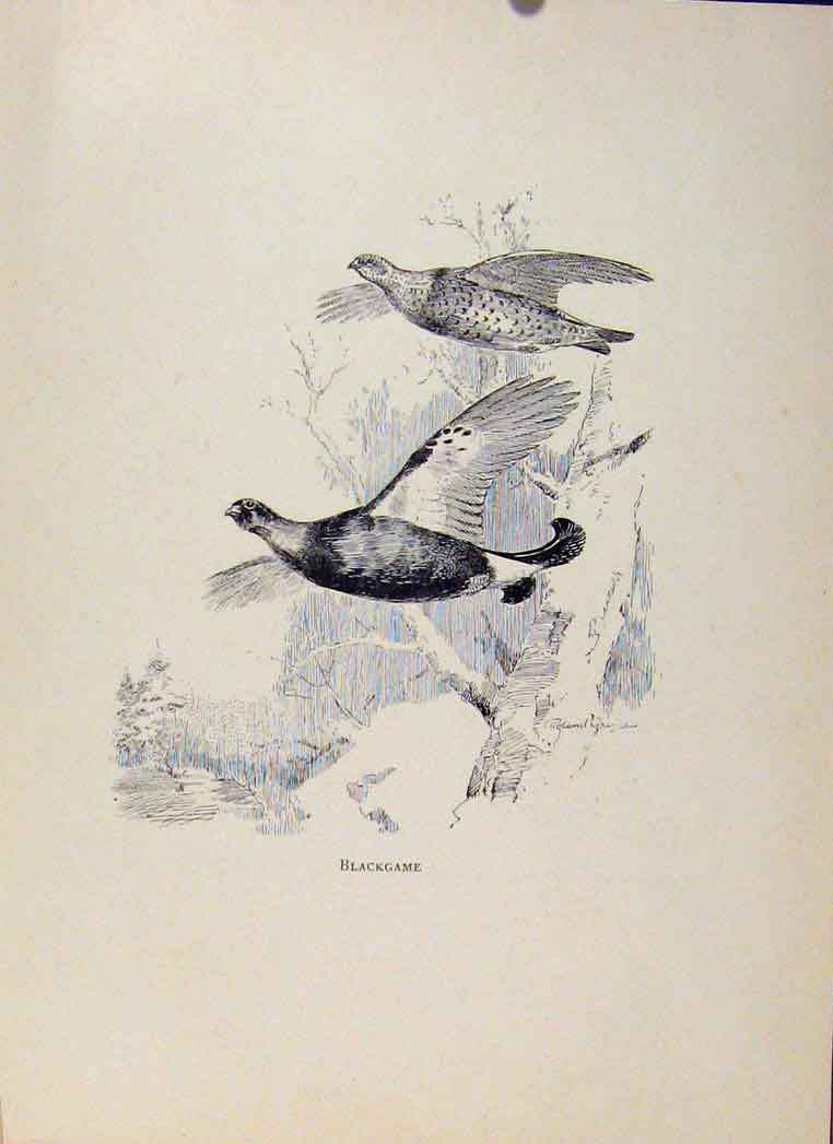 Original Old Vintage Print Birds In Flight C1922 Blackgame By Green 20th Century