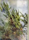 Original Old Antique Print Memoirs An Artist Naturalist Gcrests Spruce Fir 19th