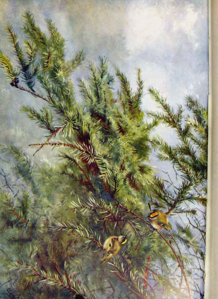 Original Old Antique Print Memoirs An Artist Naturalist Gcrests Spruce Fir 19th