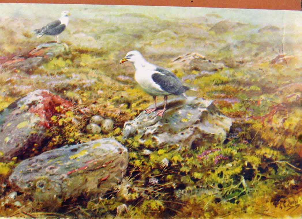 Original Old Antique Print Memoirs An Artist Naturalist Gull Nest Egss C1946