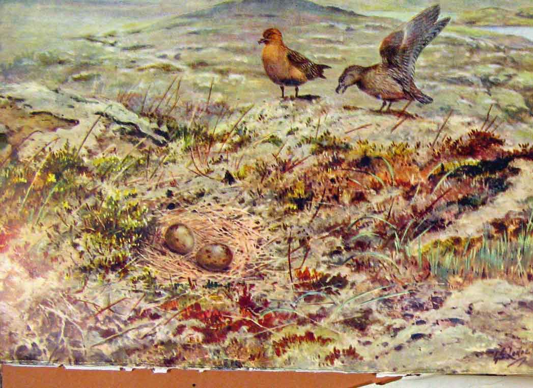 Original Old Antique Print Memoirs An Artist Naturalist Skua Nest Eggs Prin