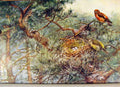 Original Old Antique Print Memoirs An Artist Naturalist Crossbills Nest Eggs
