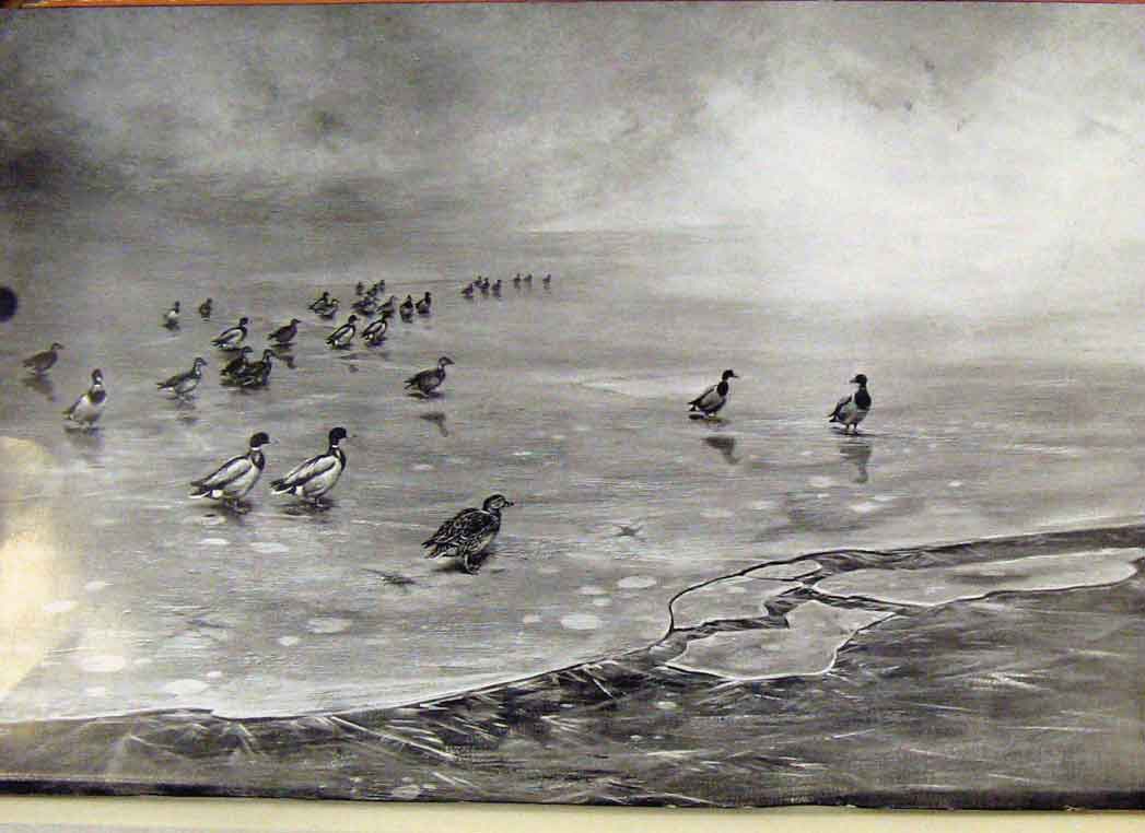 Original Old Antique Print Memoirs An Artist Naturalist Mallard On Ice Victorian