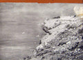 Original Old Antique Print Memoirs An Artist Naturalist Herring Gulls