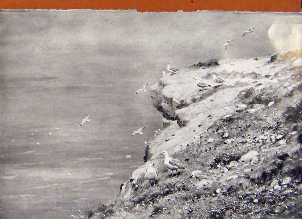 Original Old Antique Print Memoirs An Artist Naturalist Herring Gulls