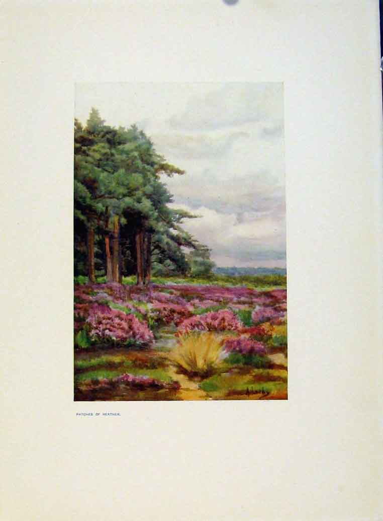Original Old Antique Print Charm Gardens Patches Heather By Calthrop