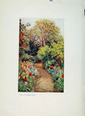 Original Old Antique Print Charm Gardens Tulips Garden Peace