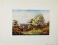 Original Old Antique Print Charm Gardens Pride Spring Surrey By Calthrop