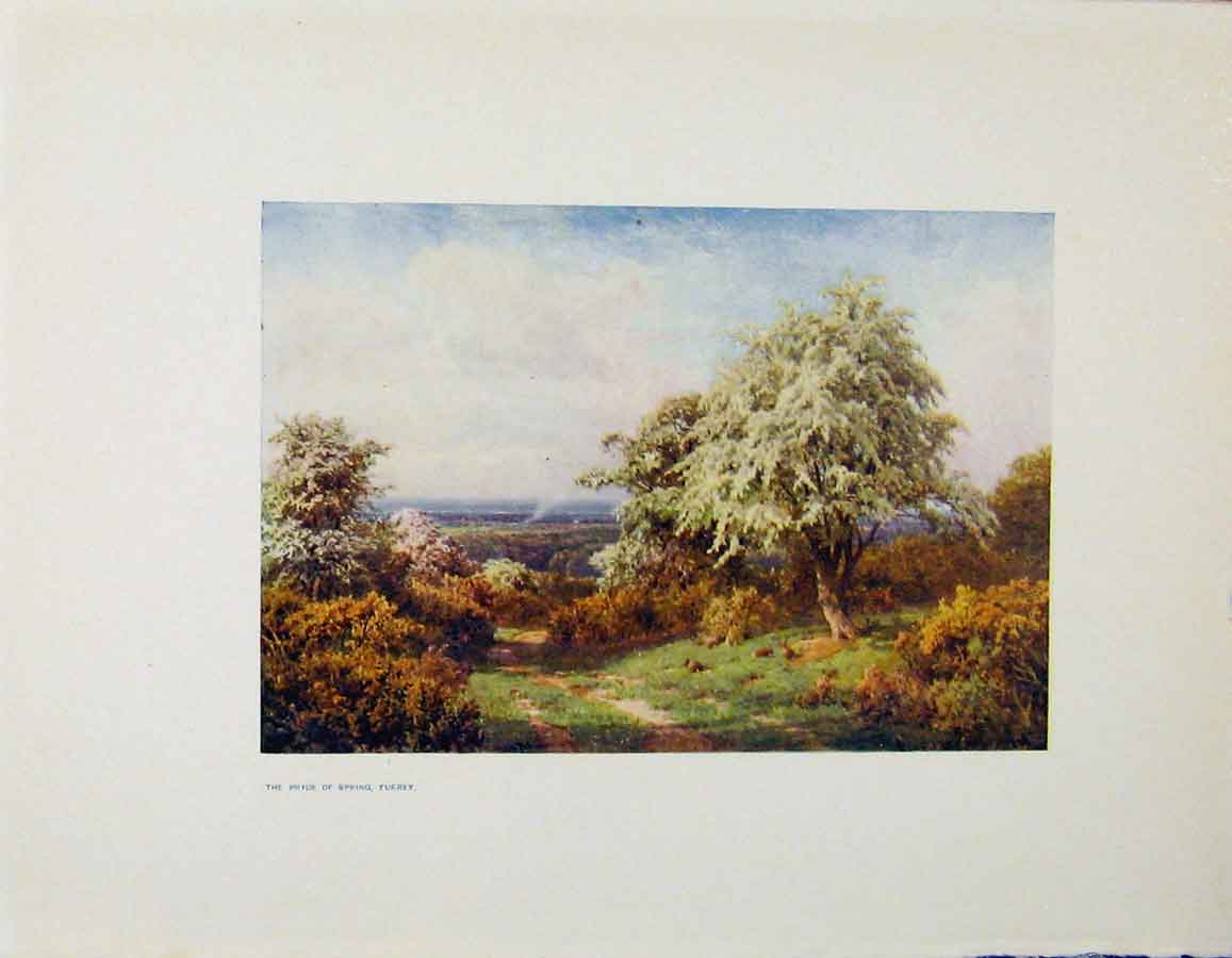 Original Old Antique Print Charm Gardens Pride Spring Surrey By Calthrop