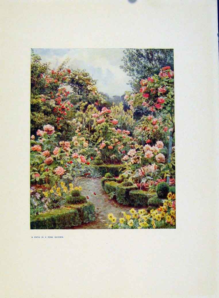 Original Old Antique Print Charm Gardens Path In Rose Garden By Calthrop