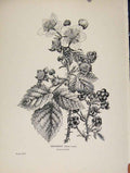 Original Old Antique Print C1909 Trees And Shrubs Dewberry Fruit 20th Century