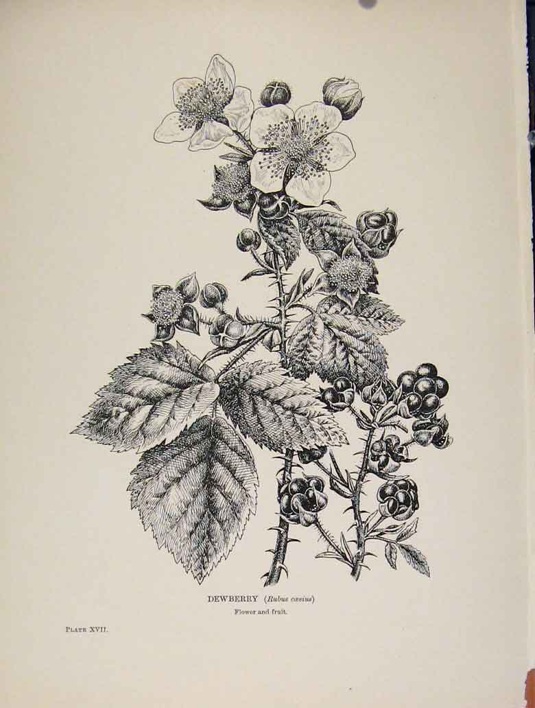 Original Old Antique Print C1909 Trees And Shrubs Dewberry Fruit 20th Century