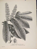 Original Old Antique Print Common Laurel Trees And Shrubs Flower