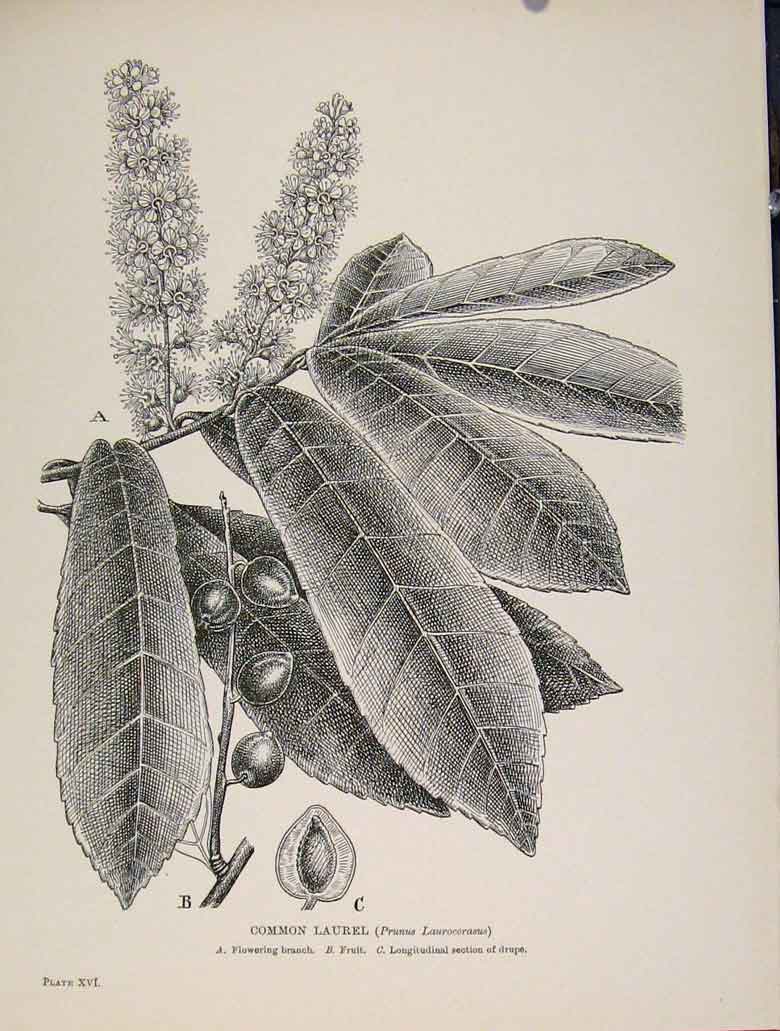 Original Old Antique Print Common Laurel Trees And Shrubs Flower