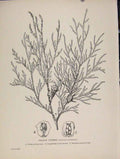 Original Old Antique Print Yellow Cypress Trees And Shrubs C1909 20th Century