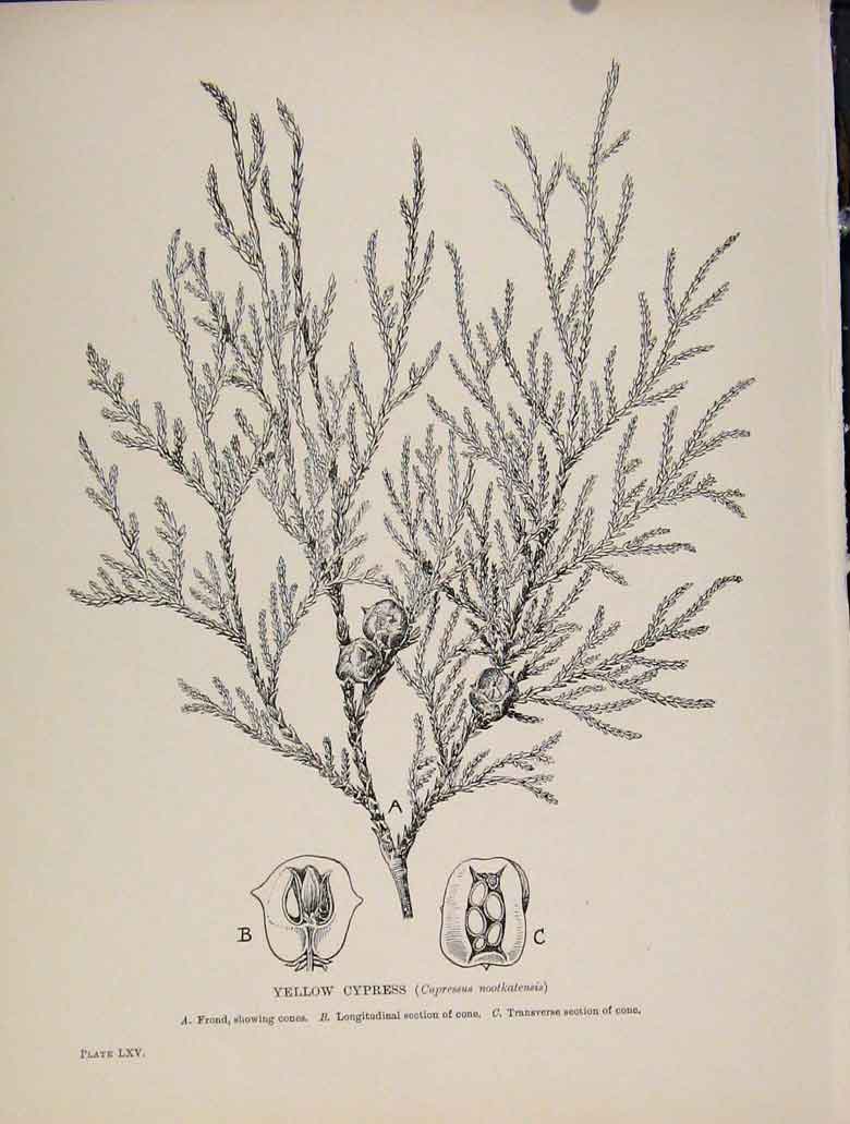Original Old Antique Print Yellow Cypress Trees And Shrubs C1909 20th Century