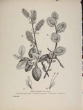 Original Old Antique Print C1909 Trees And Shrubs Great Sallow Plant 20th